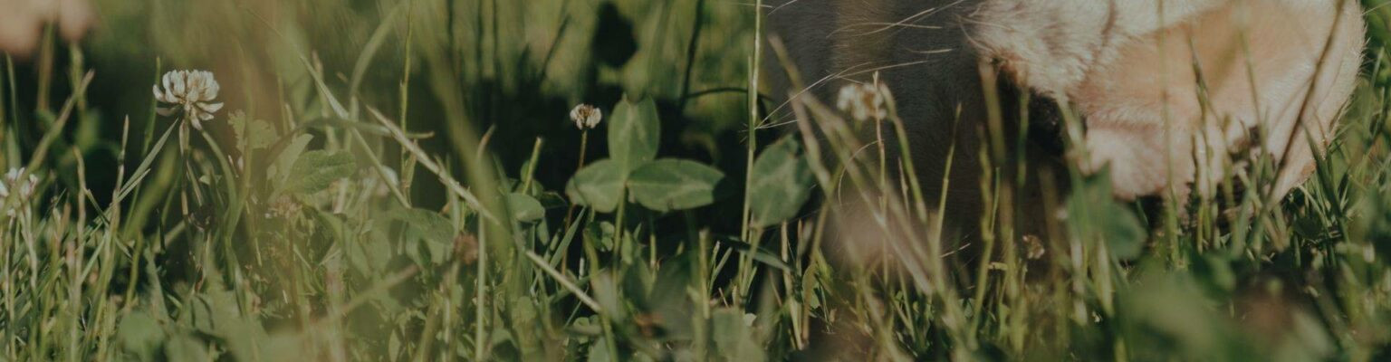 Groener boeren met de Brabantse Biodiversiteitsmonitor